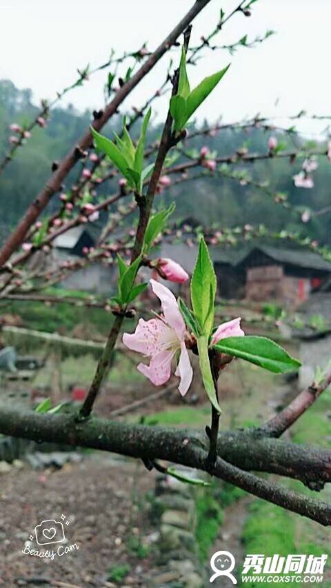 wechat_upload15218662665ab5d61ad13c6